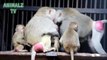 Mother Hamadryas Baboon Monkey is Hugging Her Child In Tbilisi Zoo - Cuteness Overload