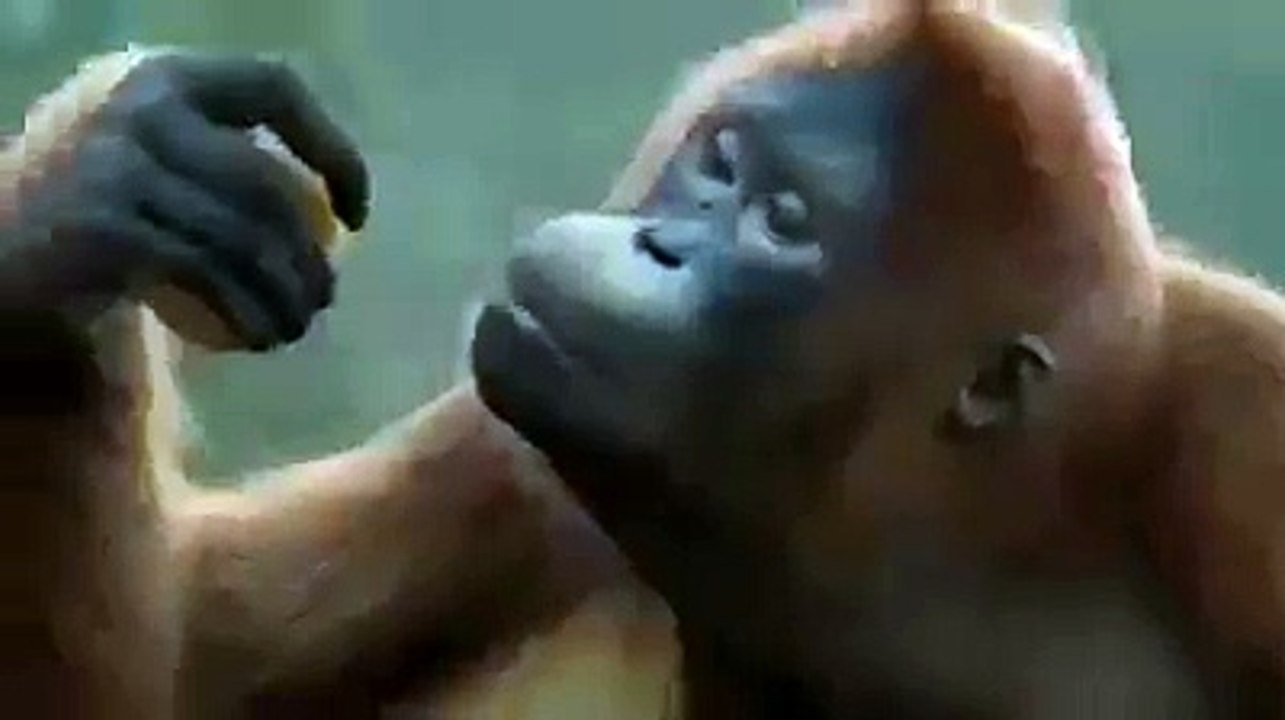 FUNNY MONKEY DANCE ON A SONG