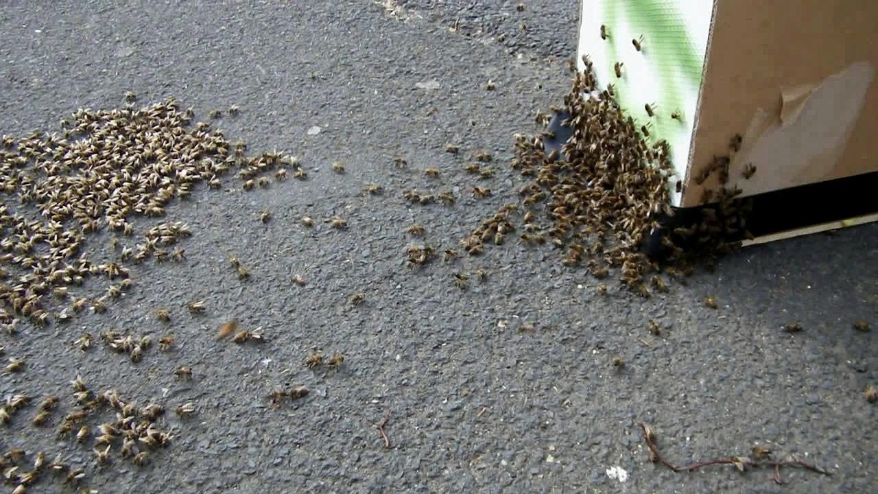 Un essaim en ville