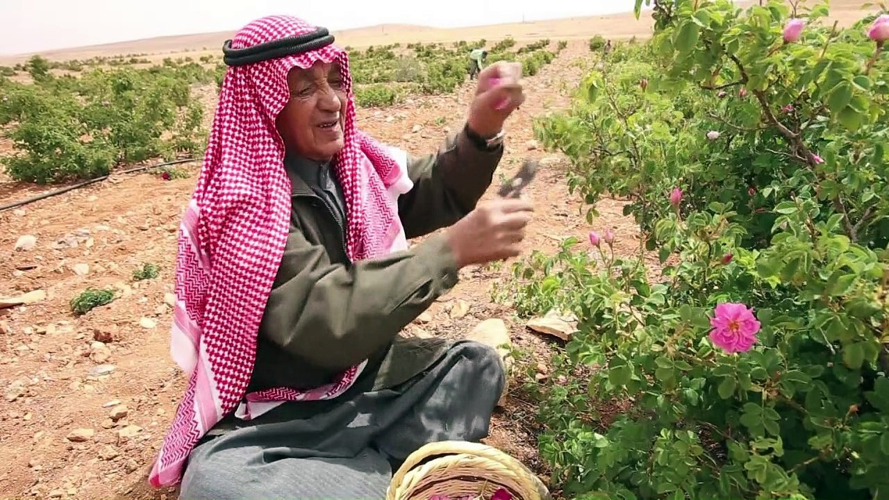 Damaszener-Rose durch Kämpfe in Syrien in Gefahr