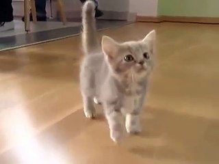 Cute Munchkin Kitten Talks Too Much