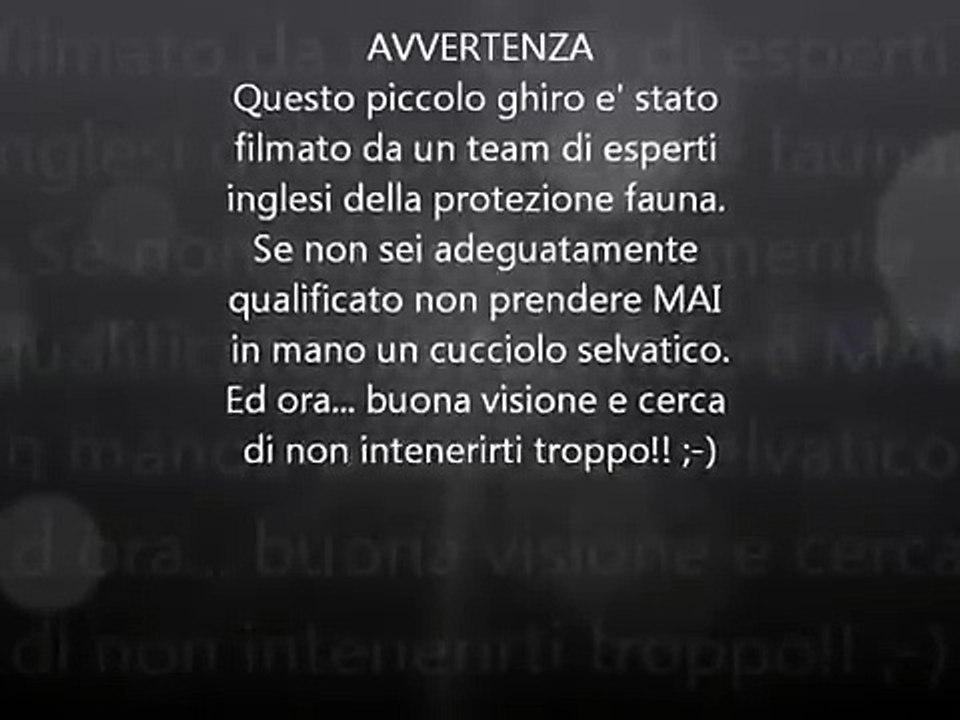 PICCOLO GHIRO CHE DORME.... E RUSSA ;-)