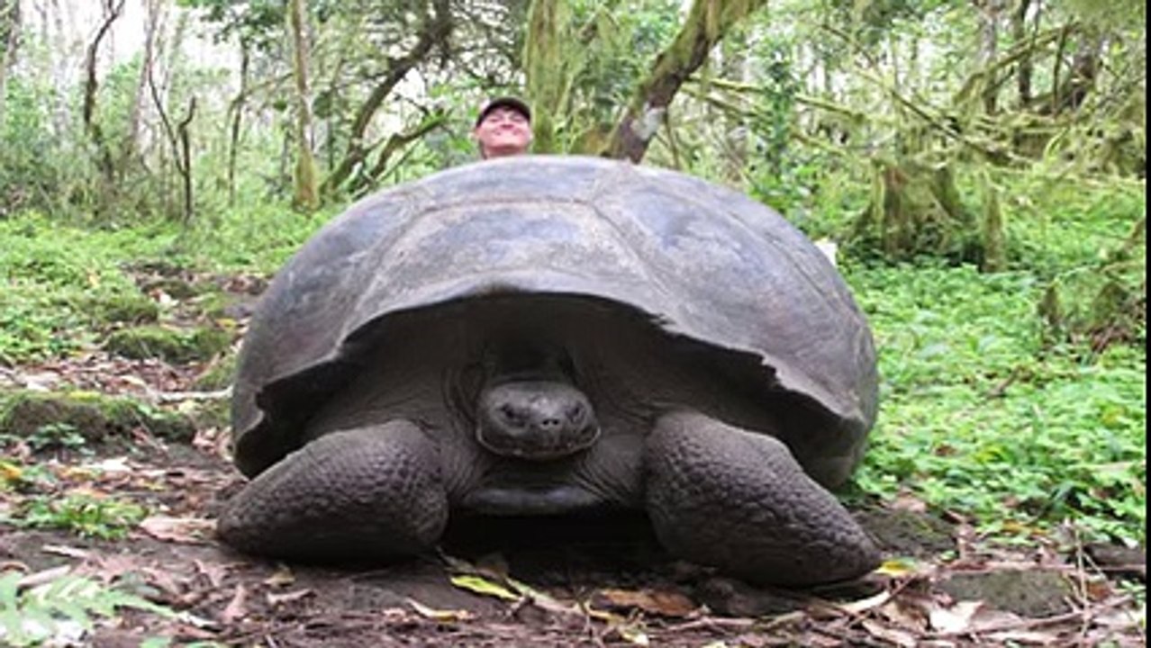 WHAT CREATURE IS THIS HUGE SEA MONSTER- - YouTube