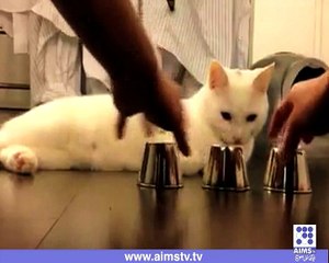 چاہے کچھ ب کرلیں بلی کو سب پتہ ہوتا ہے