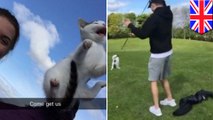 Snapchat users livid after teens record themselves swinging kitten on leash