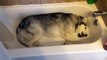 Ce Husky est étalé dans la baignoire et hurle à la mort… Mais la vraie raison va vous redonner le sourire !