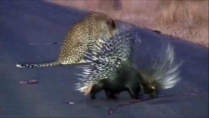 Leopard battles with Porcupine at Kruger National Park