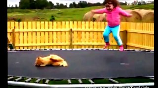 Funny animals - a funny animal videos compilation 2016 - [Part 4]