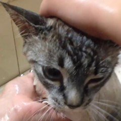 Cat Says "That Hurt" While Taking Bath