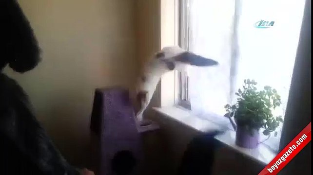 Köpek kostümü giyen adam, kedilerini fena korkuttu.