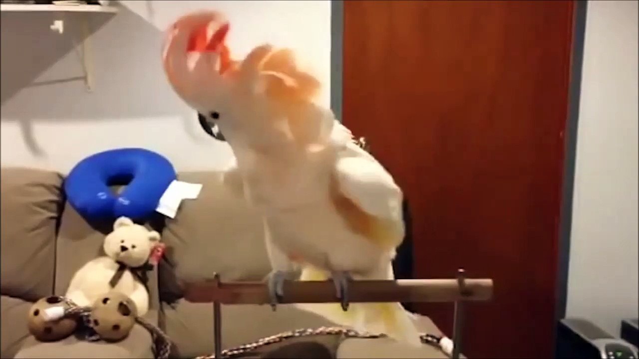Cacatua