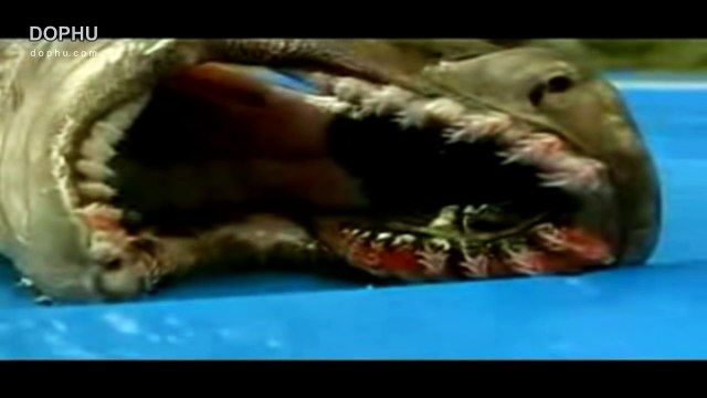 10 Mystérieuses créatures des profondeurs de l océan