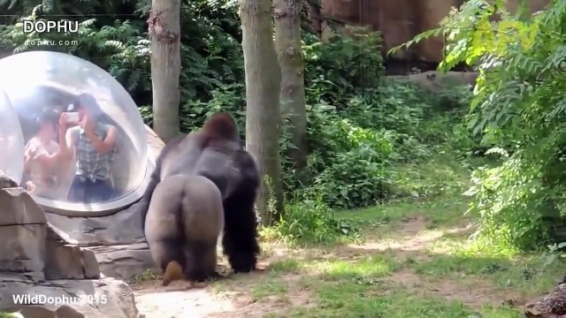 10 Vidéo Attaque d Animaux sur l Homme !! CHOC . Animal Attacks Compilation 2016