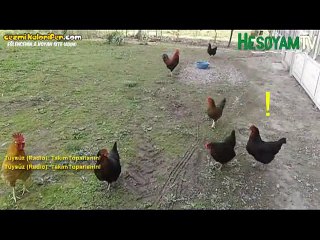 Tavukları Hizaya Sokan Necdet Komutan