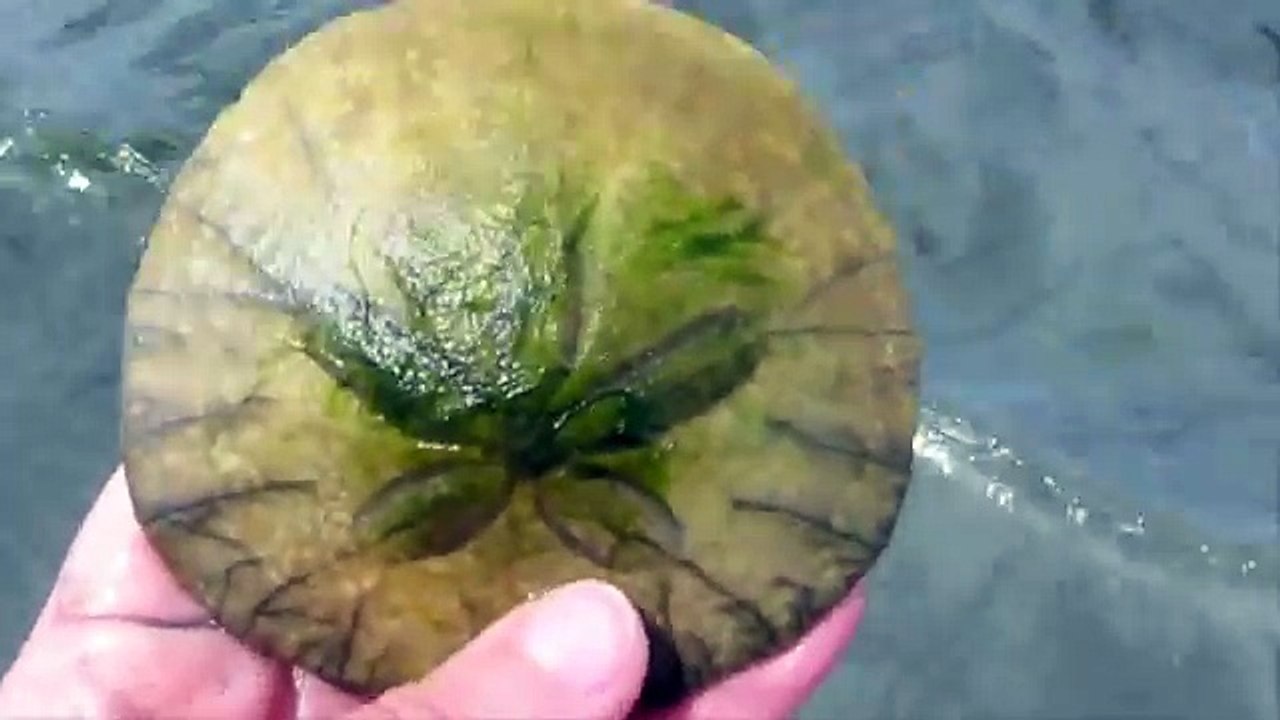 Elle trouve un dollars des mers par terre mais quand elle le retourne... waaaah !