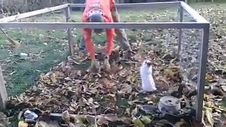 A rabbit playing with human being - Funny Animals