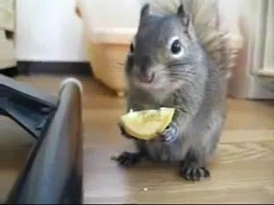 белочка кушает лимон