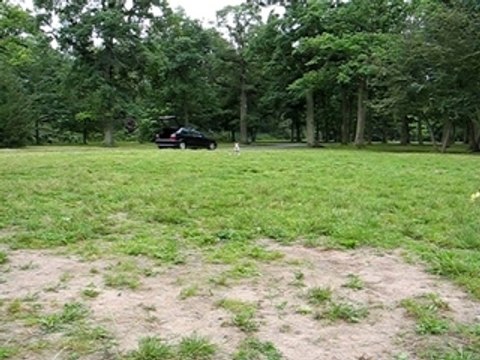billig la bull terrier et son ballon