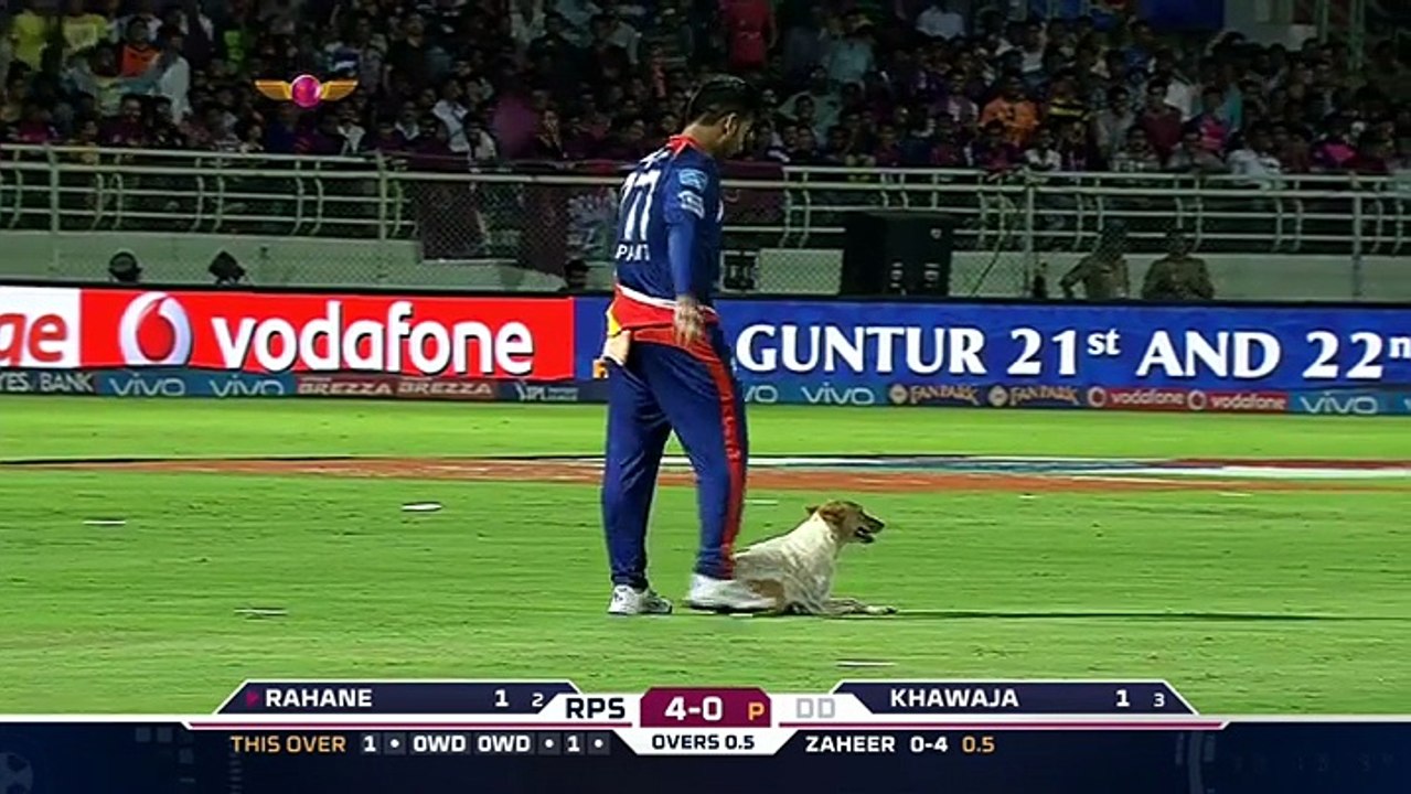 Un chien qui veut jouer à la balle interrompt un match de cricket