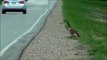 Mother goose helps her babies across the road