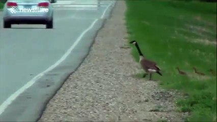Mother goose helps her babies across the road