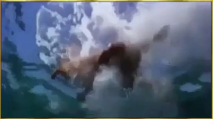 Subhan Allah-See how fish saves the life of a dog.