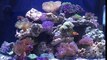 29 gallon biocube reef tank