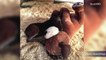 Orphaned Baby Horse Snuggles With Big Stuffed Dog