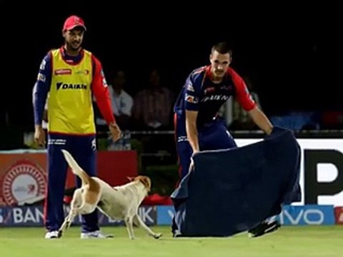 Funny Situation -Dog invades the pitch during IPL Match -RPS VS DD - Street Dog run in the field - MATCH 49 - IPL 2016