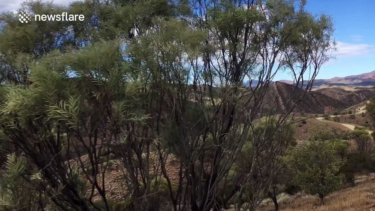 Amazing road trip through the Australian bush