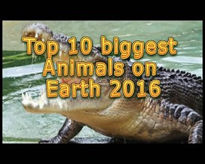 Top 10 Biggest Animals on Earth