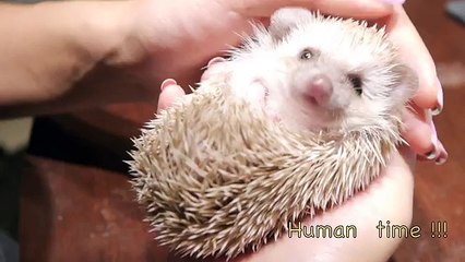 Un Cane ed un Riccio...amici per la pelle..