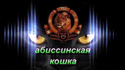 Абиссинская кошка . Обзор породы .
