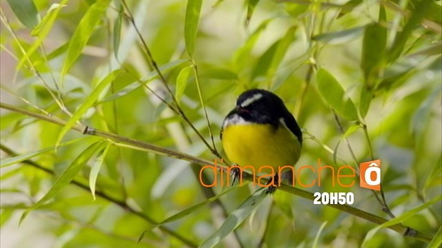 Passion Outremer : Martinique & Guadeloupe