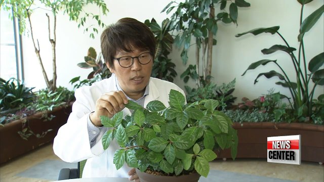 Growing number of offices using air purifying plants to clean air naturally