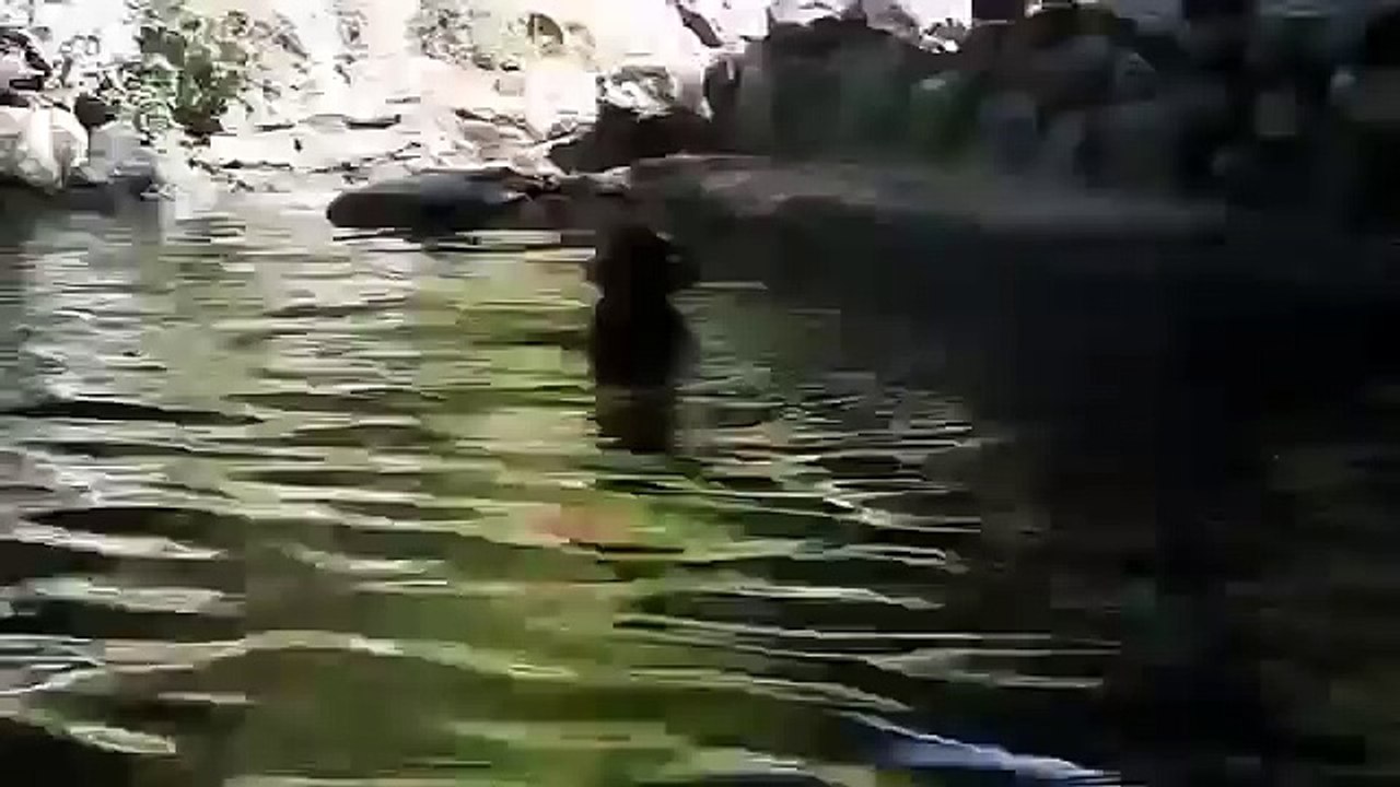 Una Piccola Capretta sta Annegando, chi la Salverà??