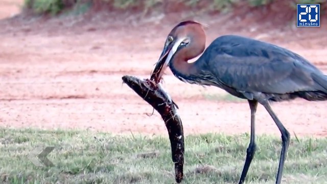 Ce héron avale un poisson chat énorme ! - Le rewind du mercredi 18 mai 2016.