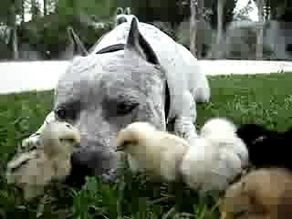 Pitbull et poussins