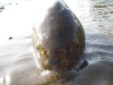80cmの鯉が釣れるまで頑張るシリーズ　第6弾 　～　ヘビとナマズ（ミイラ）と大物と　～Keep Challenging To Catch 80cm (31in) Carp, Episode 6  ～Snake, Catfish and B