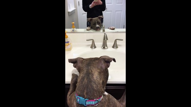 Cette chienne voit son double...sa réaction est trop drôle