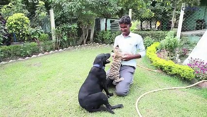 Un cucciolo di Tigre abbandonato viene adottato da un Labrador