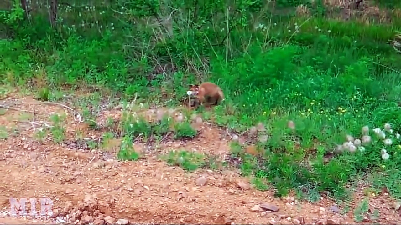 BEST of RUSSIA 2015 - 20mins Compilation    Russian FAILS, Girls, Bears    MIR