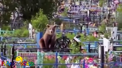 BEST of RUSSIA 2015 Crazy 20 mins Compilation Russian FAILS, Girls, Bears