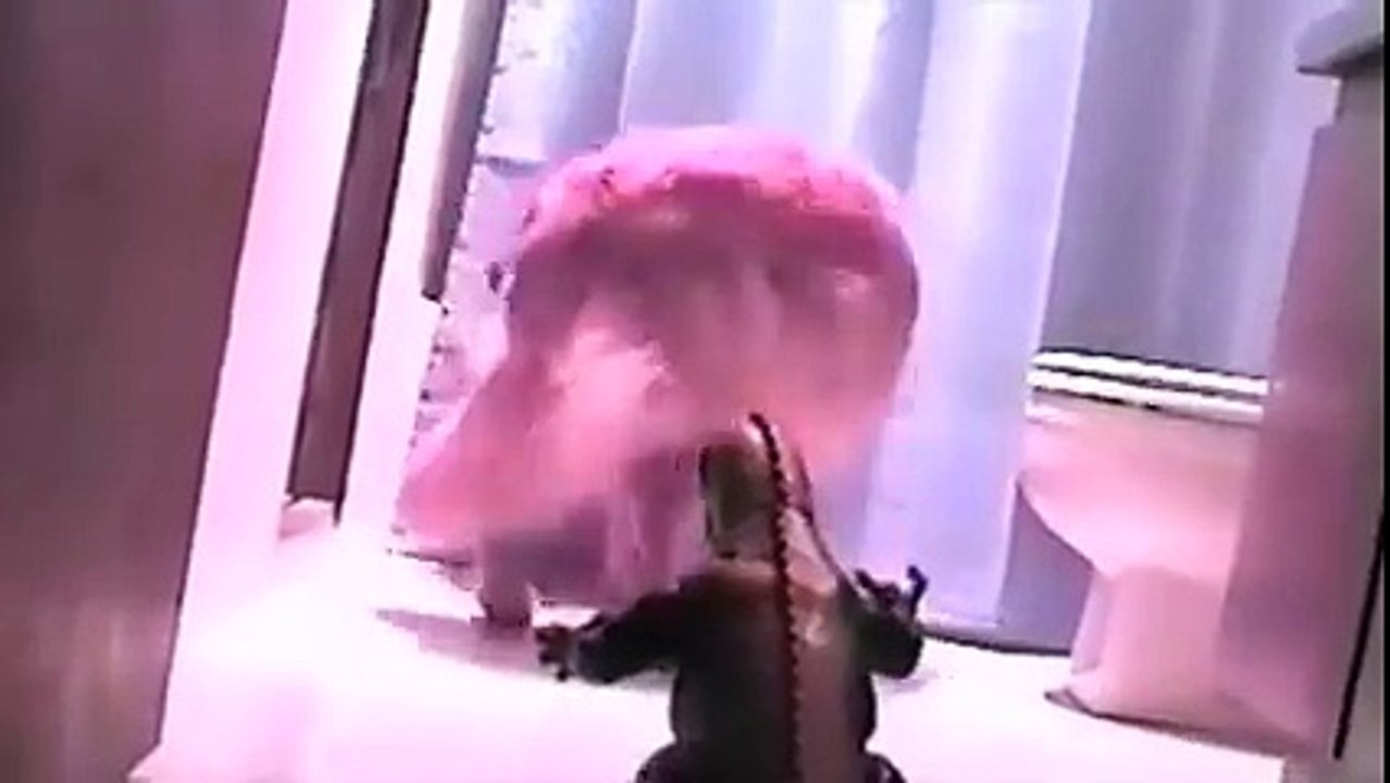 gozilla vs dog