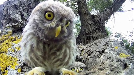 Best Vines Compilation - Adorable and Cutest Baby Owls
