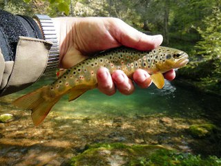 Le forum "La Truite et les carnassiers" à Aiguebelette