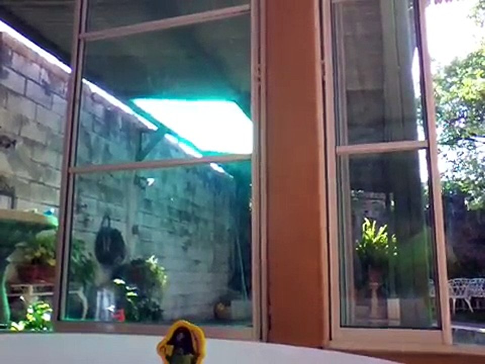 Fight of angry  birds  vs piggies