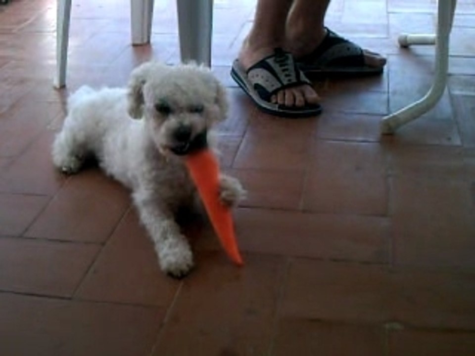 Aby joue avec sa carotte
