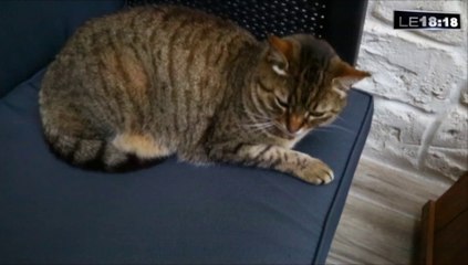 Avignon : un bar pour adopter un chat