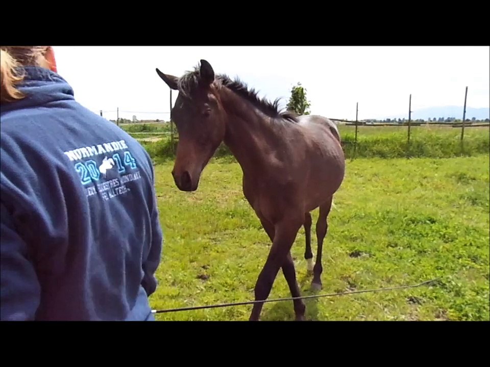 debuts de fareed